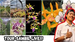 🔴LIVE SALE Sambil TOUR KEBUN🥳😍 [upl. by Nyliram710]