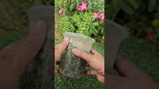 Grow Your Own Jade Plant Easy Propagationterracegraden trending 2024shorts gardenideas flowers [upl. by Arlen]