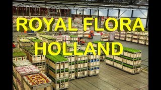 Netherlands Experience Royal Flora Holland Flower Market Holland Flower Auction House Holland [upl. by Hirai569]