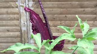 Dracunculus Vulgaris blüht  dieses mal ohne Biene und Hummel  MEGA Gestank [upl. by Elwira833]