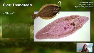 Class Trematoda Flukes not Flounder [upl. by Zerimar]