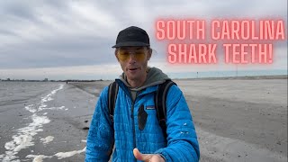 SHARK TOOTH HUNTING IN SC [upl. by Anahsar]