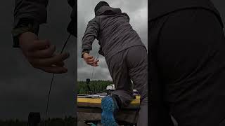 ВОТ ЭТО ВЖАРИЛ ПОИМКА ТРОФЕЙНОГО СОМА рыбалка fishing carpfishing рыба fish angler [upl. by Ereveniug]