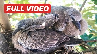 Young Spotted Dove Nesting Feeding and Ready to Flying Full Compilation – Bird Regurgitates Food [upl. by Nellir377]