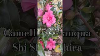 Camellia Sasanqua Shi Shi Gashira [upl. by Reitman]