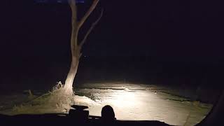 Night Drive बब्बर शेर की काउंटिंग कैसे होती है Lion Counting Process In Gir National Park Lions [upl. by Huskamp751]