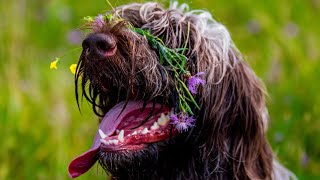 Are Wirehaired Pointing Griffons Good with Cats [upl. by Ydroj]