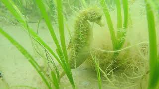 Very heavily pregnant male Spiny Seahorse just waiting [upl. by Sikram193]