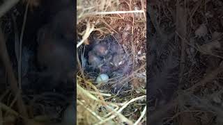 Nido in voliera  Finches Nest box Aviary Finches Voliera esotici [upl. by Rudin735]