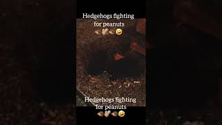 🦔😁Hedgehogs fighting for peanutshedgehog hedgehoglover wildlife shorts [upl. by Knoll930]