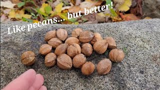 Harvesting Hickory Nuts Part 1  Wild Edibles [upl. by Heyman387]