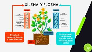 3ERA CLASE  CCNN quotEL XILEMA Y EL FLOEMAquot 5TO GRADO  EGP [upl. by Glori]