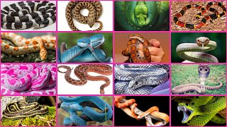 From Colors to Patterns Discover the Most Stunning Snakes [upl. by Gwyn577]