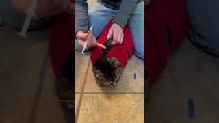 A quick antibiotic subcutaneous injection cat demo in the Calm amp Cozy Cat Wrap [upl. by Ddahc]