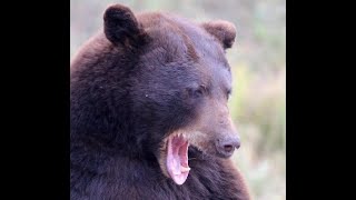 Elora Petrasek Was Killed By This Black Bear After Her Mother amp Brother Mauled [upl. by Dickie489]