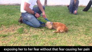 Fearful Touch Sensitive Dog Behavior Modification [upl. by Keithley]