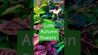 Autumn Flowering Plant  Persicaria ready to flower  Tropical garden shootsvideo garden plants [upl. by Bradan663]