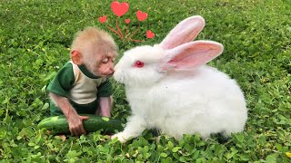 So touching Monkey Bon loves and cares for his rabbit friend so much [upl. by Alleuqram]