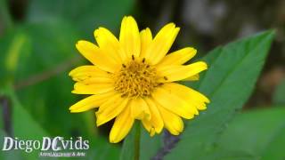 Sphagneticola trilobata Asteraceae Vedélia Wedelia [upl. by Eladnyl243]