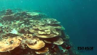 Maldives Snorkeling Thulhagiri House Reef [upl. by Twelve760]