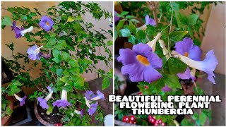 How to Grow and care Thunbergia Erecta Blue Trumpet vine Plant  Plant Caregiver [upl. by Narot]