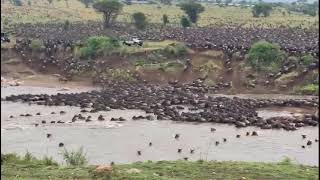 Serengeti national Park Tanzania wildebeest migration crossing Mara river [upl. by Ak]