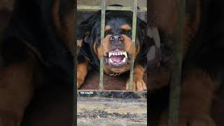 angry Rottweiler barking and growling puppy dog dogsound viral doglover [upl. by Esilehs]