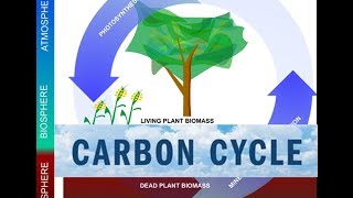 The Carbon Cycle amp Global Warming Video [upl. by Pernick]