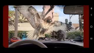 Kitten almost Gets Eaten by Hawk [upl. by Hsetim344]