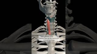 Sternothyroid muscle with origin insertion headandneckanatomy mbbs 1styearmbbs anatomyinfrahyoid [upl. by Tifanie]