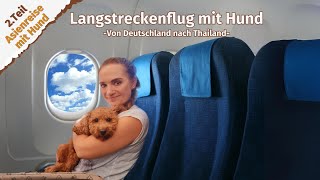 Langstreckenflug mit Hund ● Deutschland ● Thailand ● Vlog 23 [upl. by Cita]