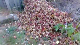 Raking Leaves amp More [upl. by Anigriv]