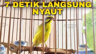 Suara PANCINGAN Burung MOZAMBIK AGAR LANGSUNG GACOR [upl. by Ntsuj]