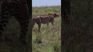 Cheetah strides gracefully across Kenyas plains sleek and focused embodying agility and strength [upl. by Eelrebmik]