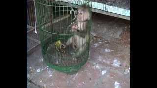 Asia Captured Caged Primates [upl. by Buzz792]