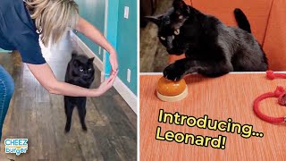 Meet Leonard A Rescue Cat With Some Amazing Skills [upl. by Airetas]