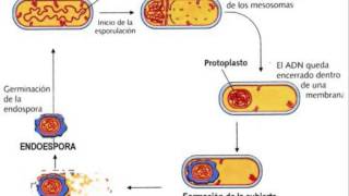 Biología  Endospora [upl. by Golter]