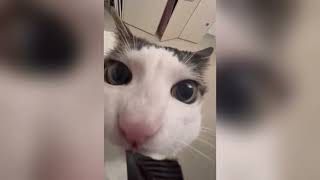 毛咪的搞笑日常第三彈 Funny Cats Daily episode Episode 3 [upl. by Kcarb]