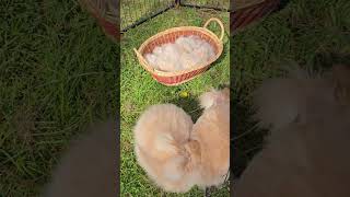 The red sisters have some beautiful fiber angora angorarabbit fluffy yarn rabbits [upl. by Sucramrej]