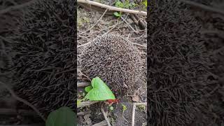 Amazing Hibernating Animals hibernationbearhedgehoggroundsquirrelanimalfactswildlife [upl. by Buhler227]