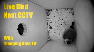 Bird Nest Box Live CCTV 10 October 2024 [upl. by Backer]