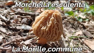 Morille blonde commune Morchella esculenta caractéristiques et biotopes [upl. by Evod10]