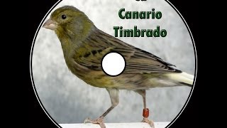 Canto canario timbrado español [upl. by Africah]