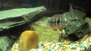 Jaguar cichlid VS 2 Firemouths [upl. by Aened]