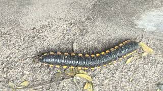 Millipede Roaming along the Dusty Road 🐛🛣️ millipedes millipede millipedetoy kenno worms keeda [upl. by Nagy585]