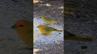 Canarinho solto cantando canário canariodaterra canariocantando cantodecanáriodaterra [upl. by Vincents]