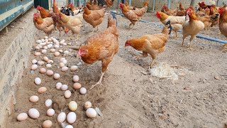 Chicken Organic Farming Life Daily In Chicken Farm After Super Typhoon Yagi Passes [upl. by Nole60]