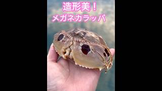 愛らしいカラッパを観察🦀 メガネカラッパ カニ calappa 海洋生物観測所 shorts [upl. by Okim]