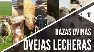 Las mejores ovejas lecheras  Razas ovinas [upl. by Jillane]