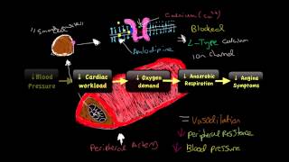 Video 5 Vasodilator amp Antianginal Drugs [upl. by Tound]